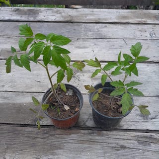 Ananastomate pro specie rara (Setzling)