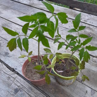 Orange à Gros Fruits (Tomate) pro specie rara (Setzling)