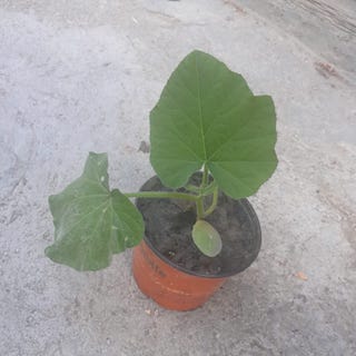 Butternuss Kürbis (Setzling)