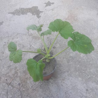 Zucchini Costata Romanesco pro specie rara (Setzling)