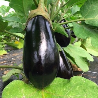 Aubergine (Stück)<br>12.00 CHF/kg