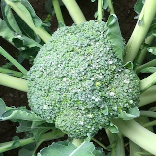Broccoli (Stück)<br>14.00 CHF/kg